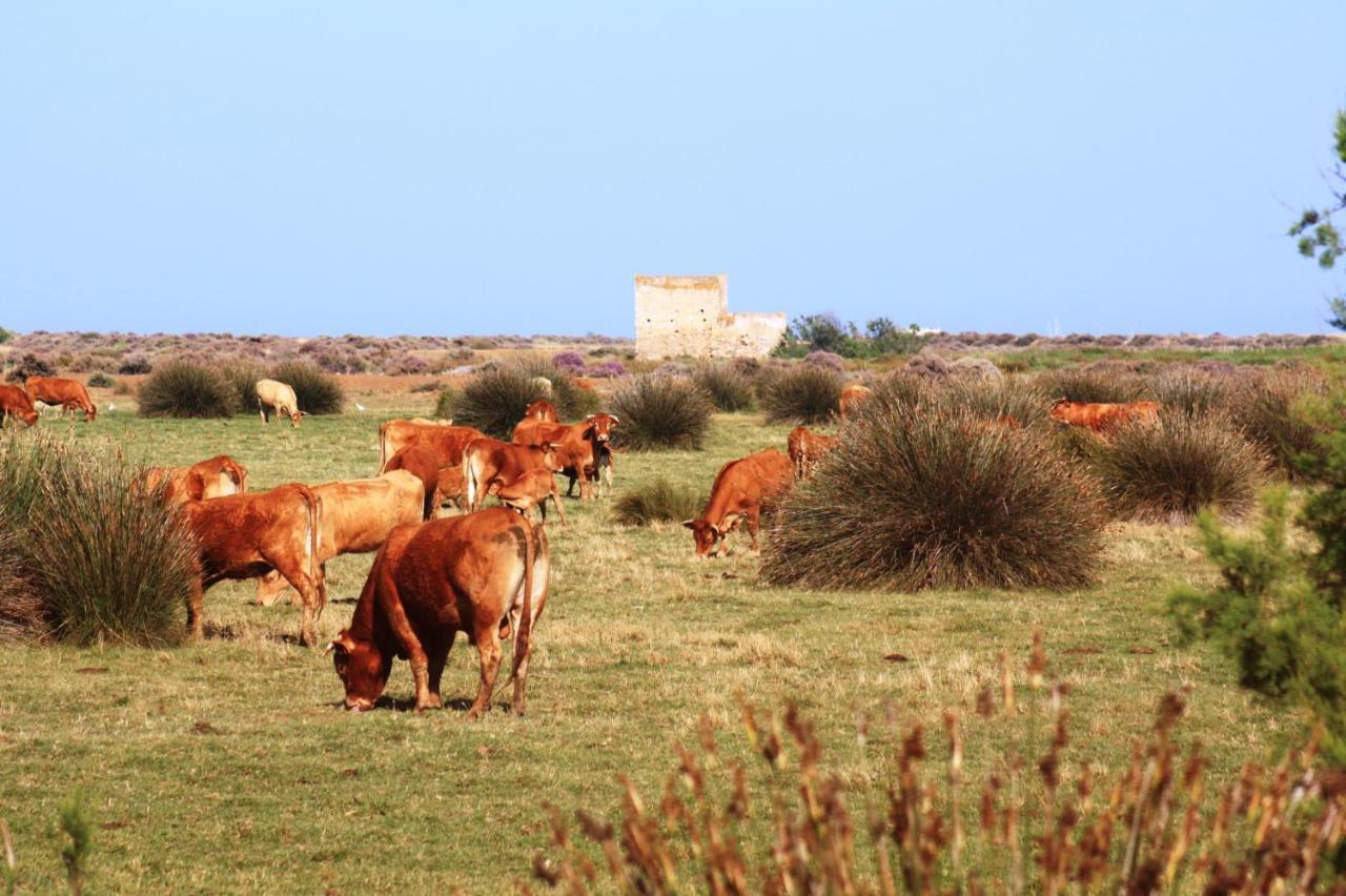 Herdade Dos Salgados Do Fialho FAO Buitenkant foto