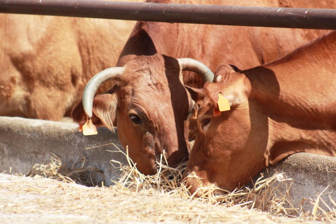 Herdade Dos Salgados Do Fialho FAO Buitenkant foto