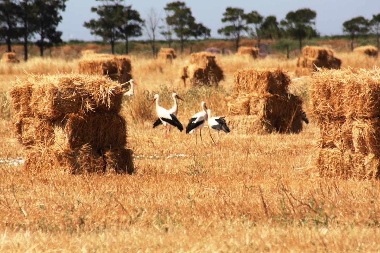 Herdade Dos Salgados Do Fialho FAO Buitenkant foto