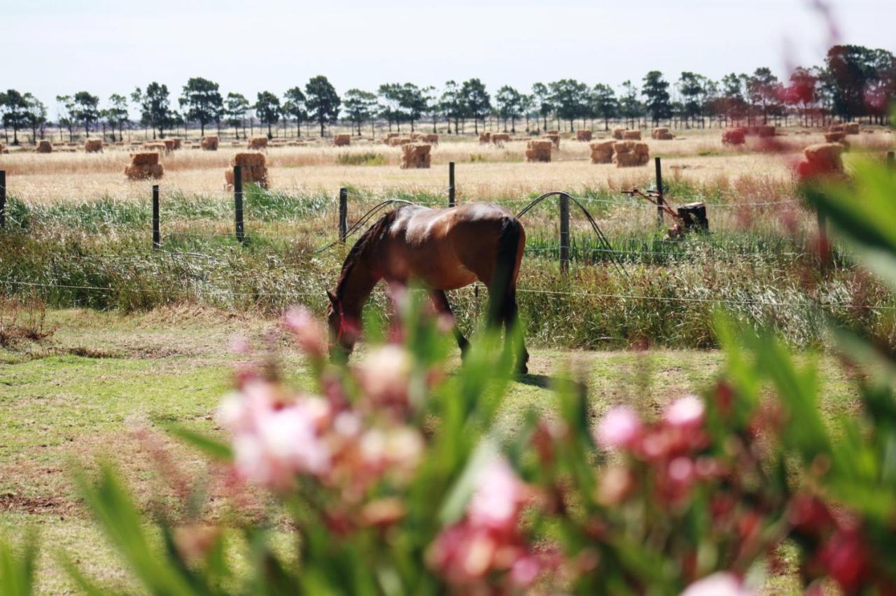 Herdade Dos Salgados Do Fialho FAO Buitenkant foto
